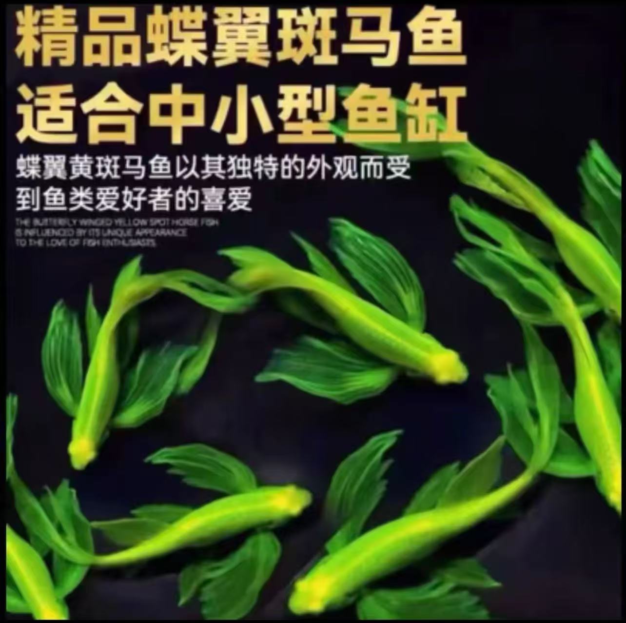 长鳍长尾蝶翼斑马观赏鱼