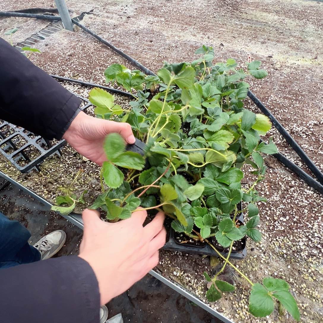 颗颗弟弟精选4颗真红美玲含苞待放