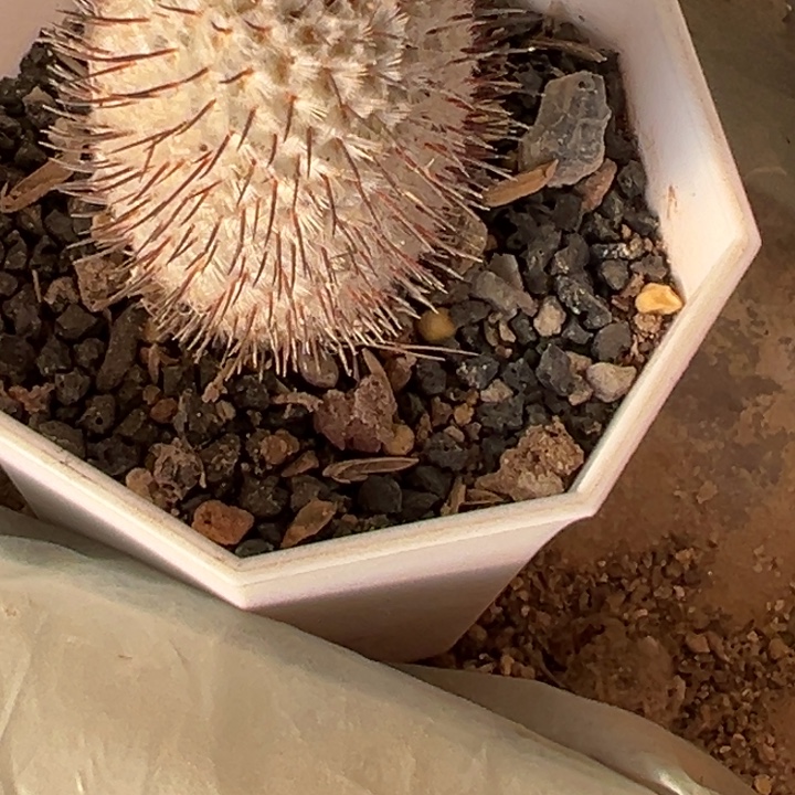 仙人球三公分的实生