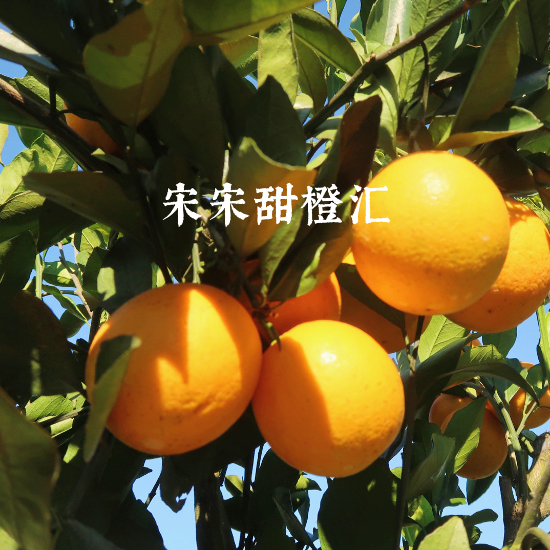 湖南麻阳锦蜜，富硒应季水果，手剥爆汁，坏果包赔，纯甜无酸。