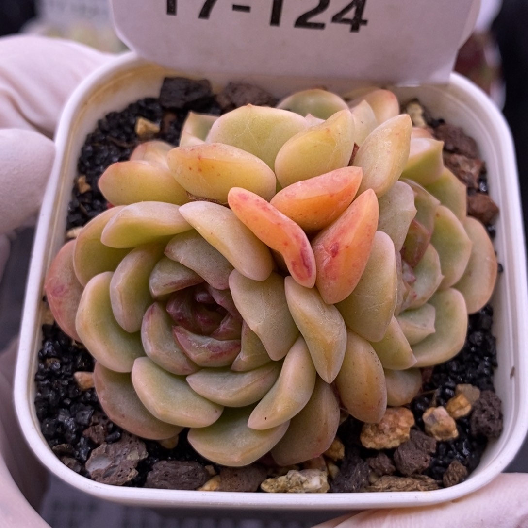 【闪购商品】17-124