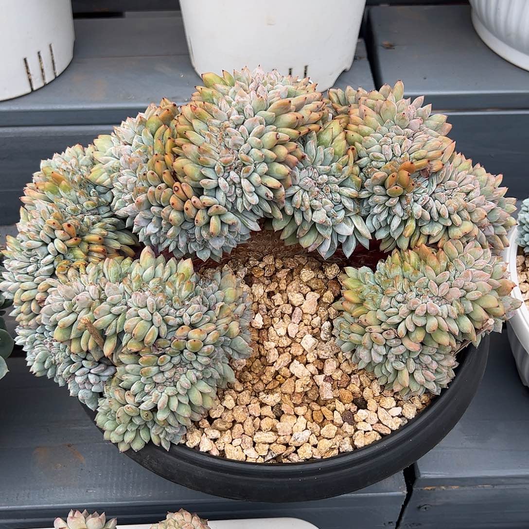 524-10精控星影缀化