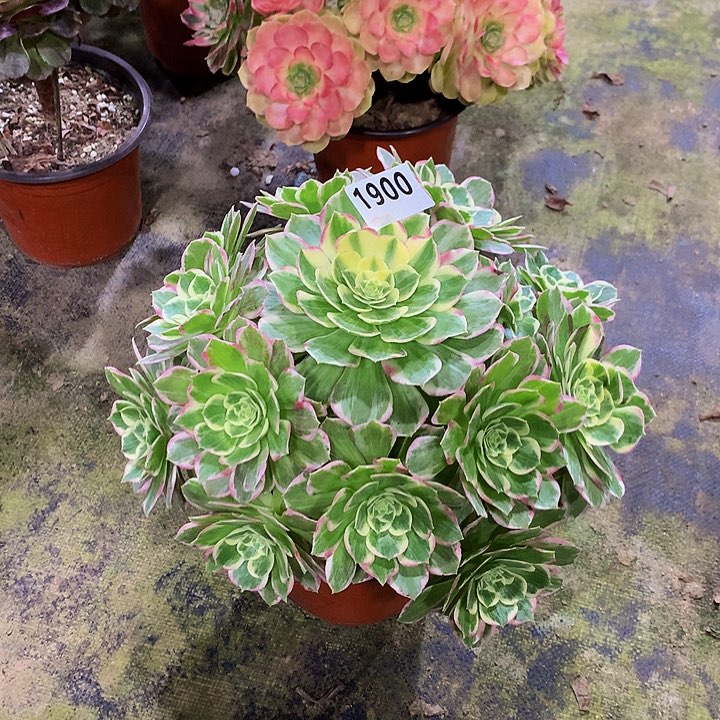 x****8多肉水蜜桃19000