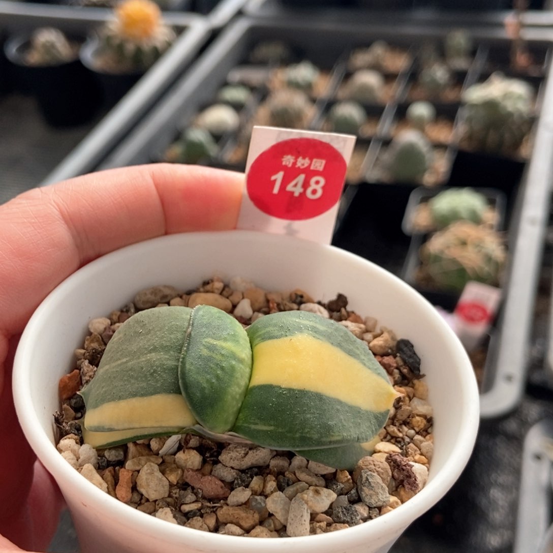 卧牛锦一颗仙人球