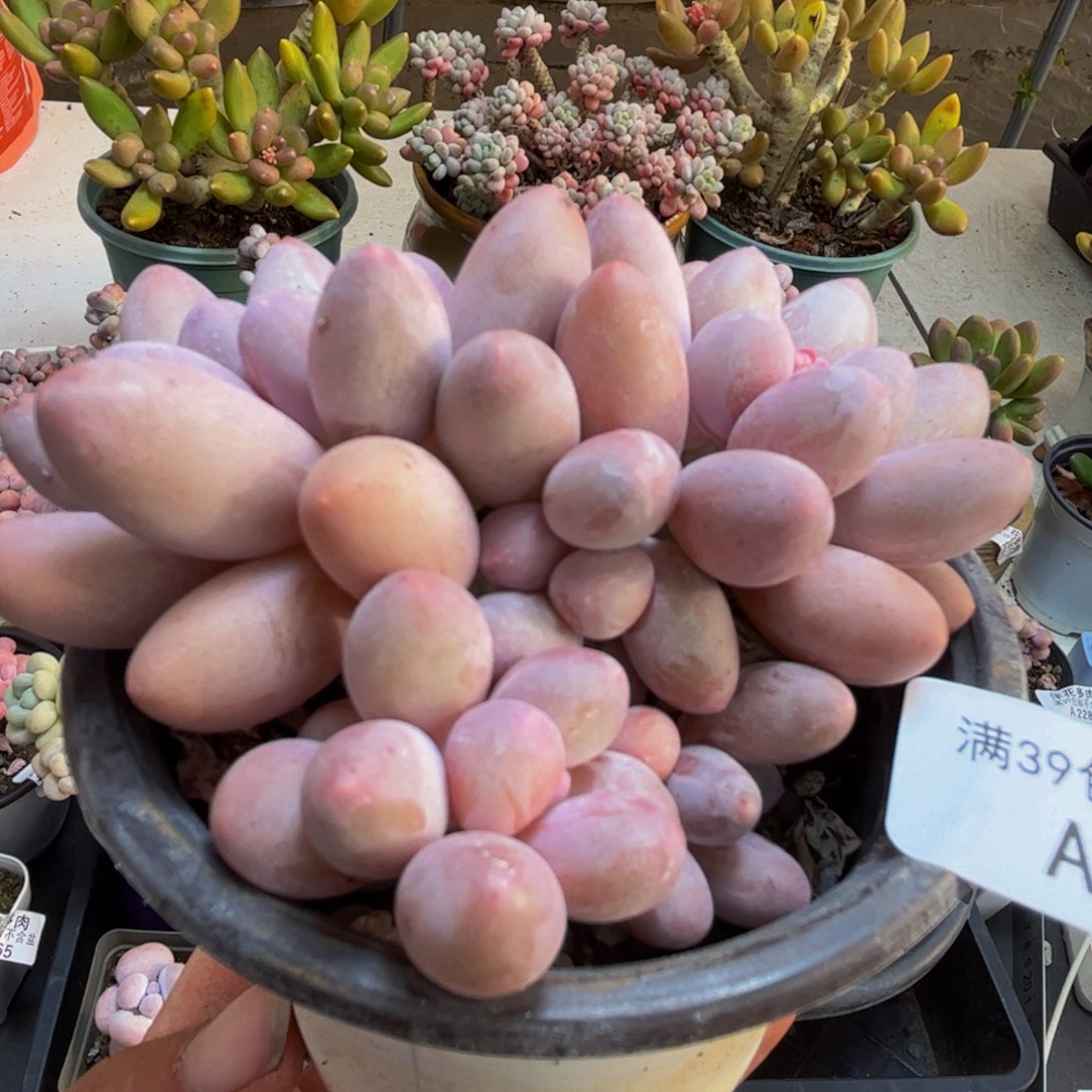 093/5cm汤圆奶酪多肉植物