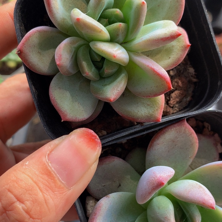 夜魔侠双头  （满9.99包邮不满9.99发叶子）