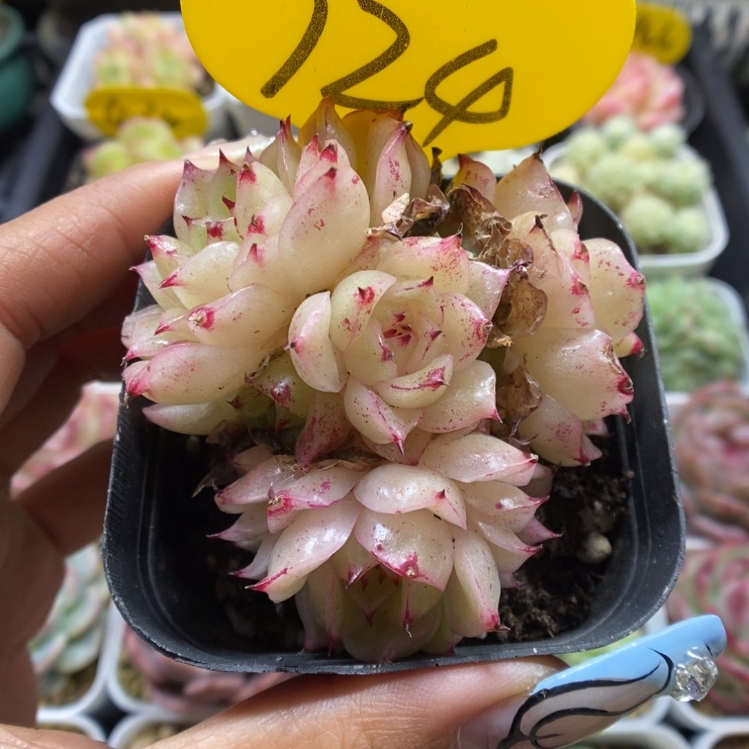凤凰火麦秆群生724号。    