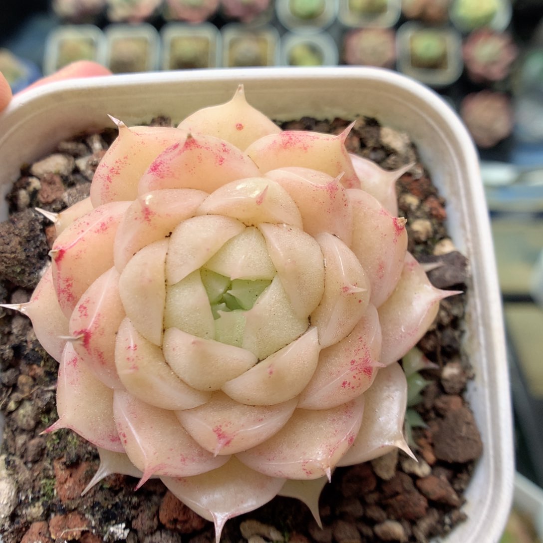 S33 ，20包邮两天凑单偏远不发货