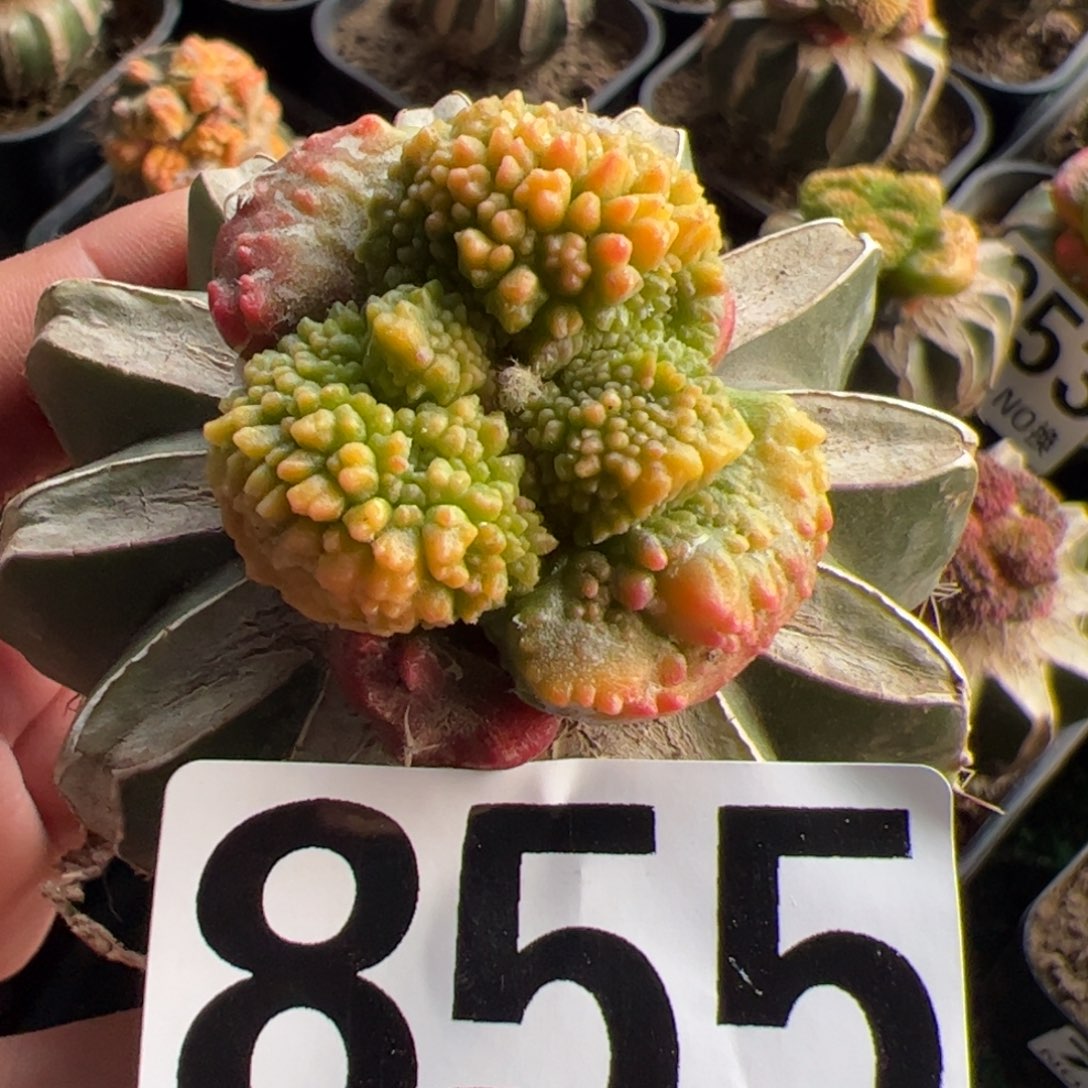 大尤哥斯拉牡丹锦仙人球855