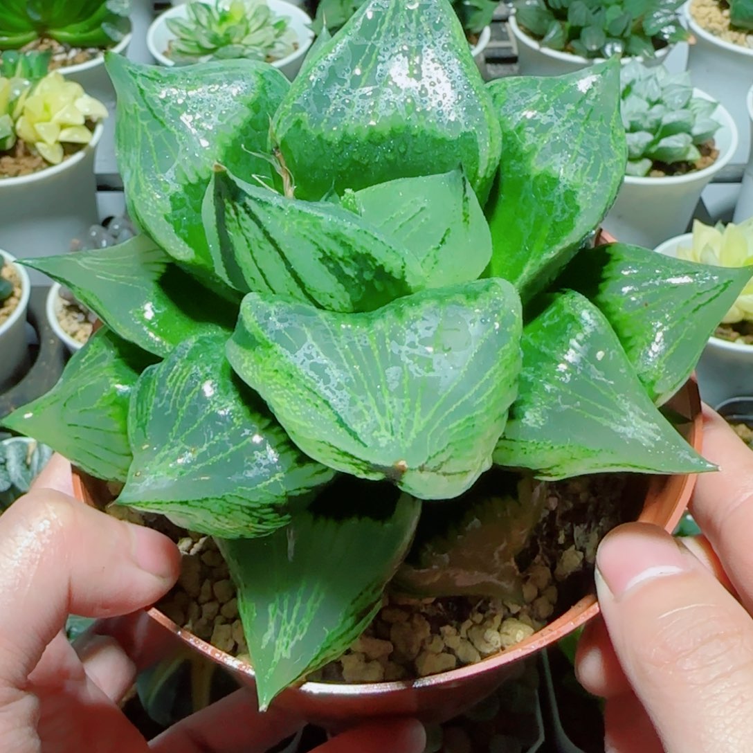 超大号绿胖子多肉