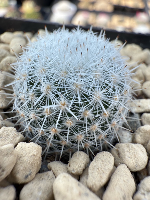 敷岛仙人球实生脱土发货