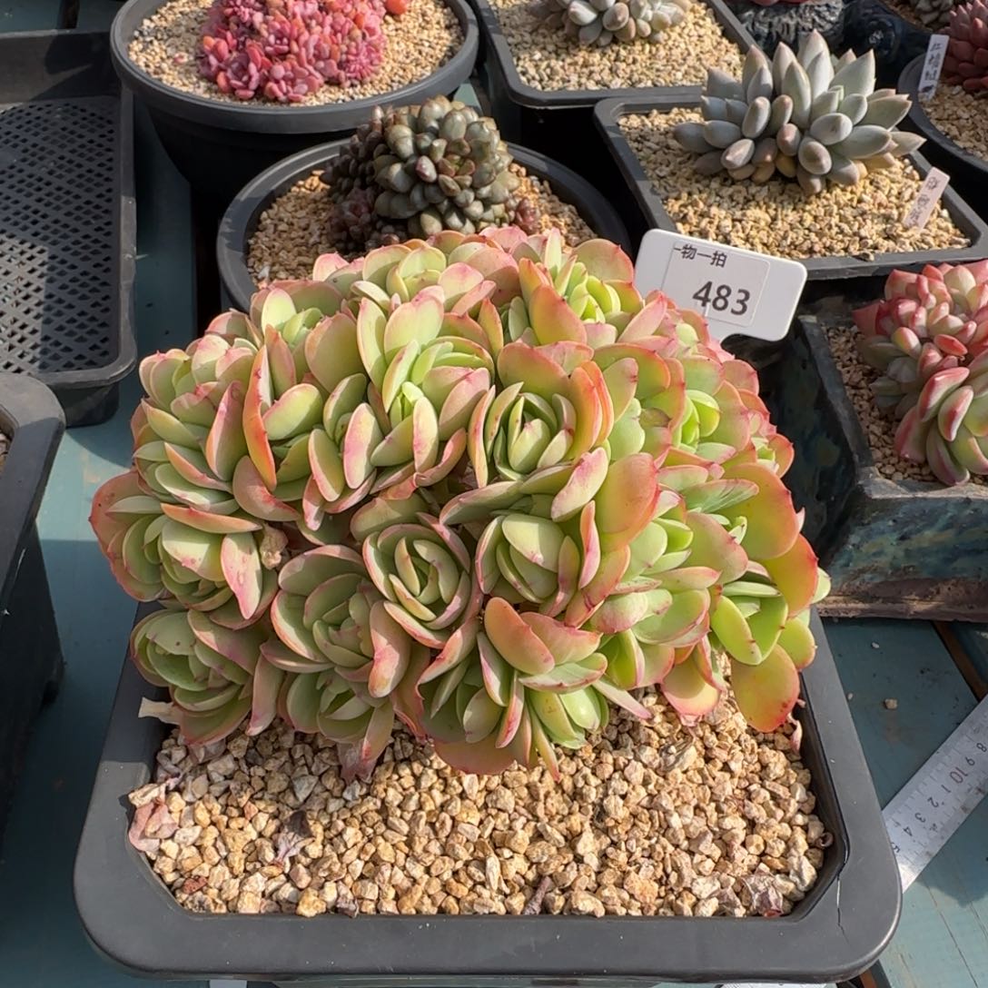 解忧一物一拍483号