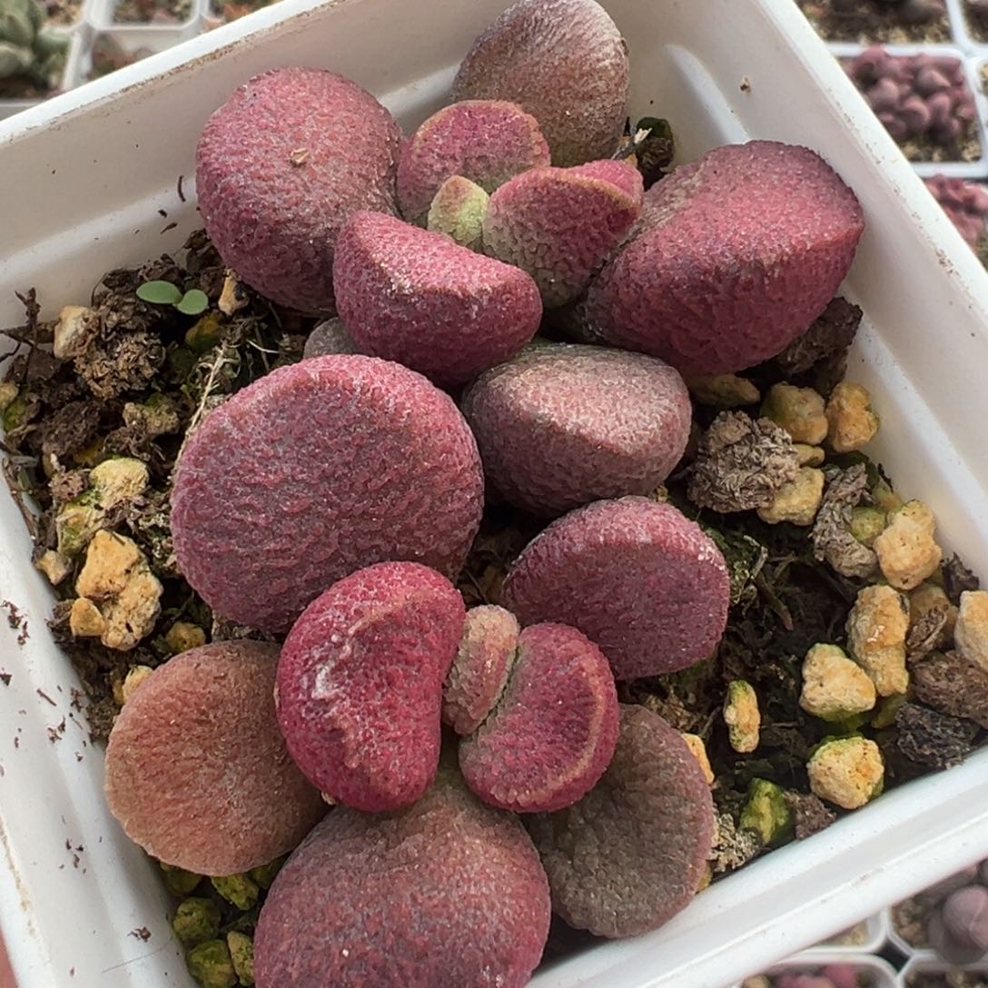 夏娃多头纯木质桩多肉植物水泡