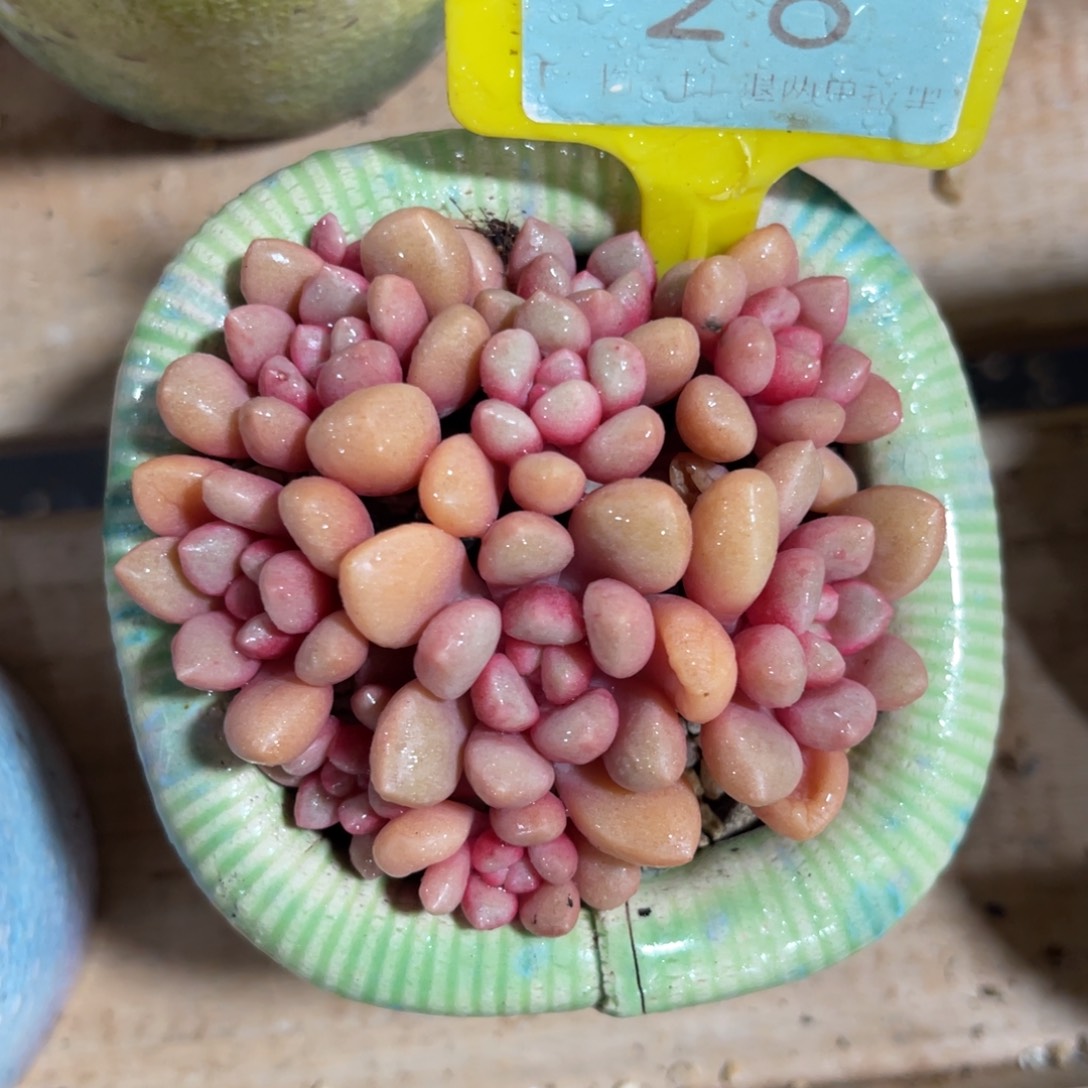 云尘多肉一物一拍28不含盆带土球