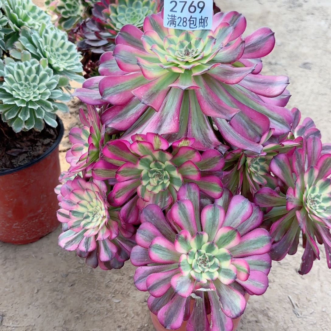 2769舞天姬多肉11111