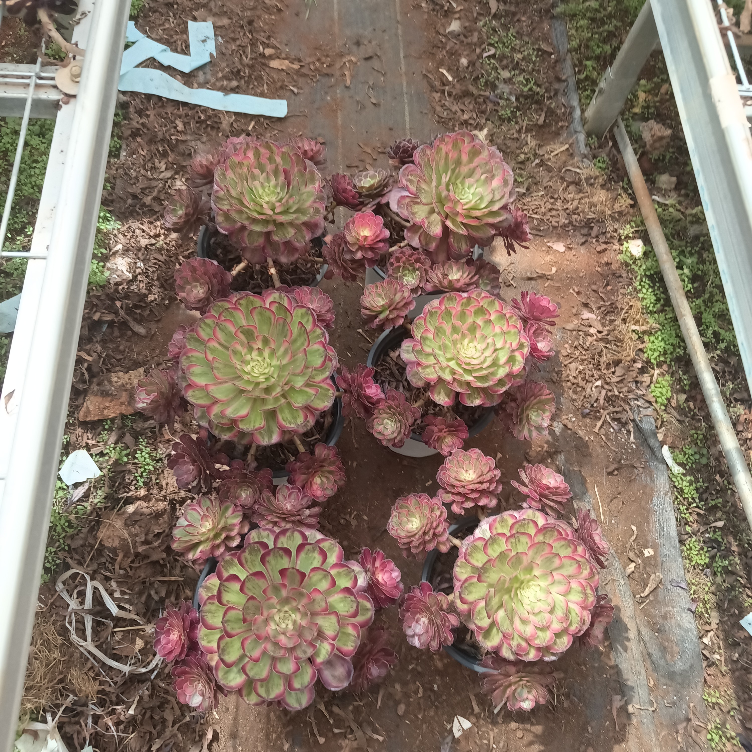 云南白月光好看量拍一个