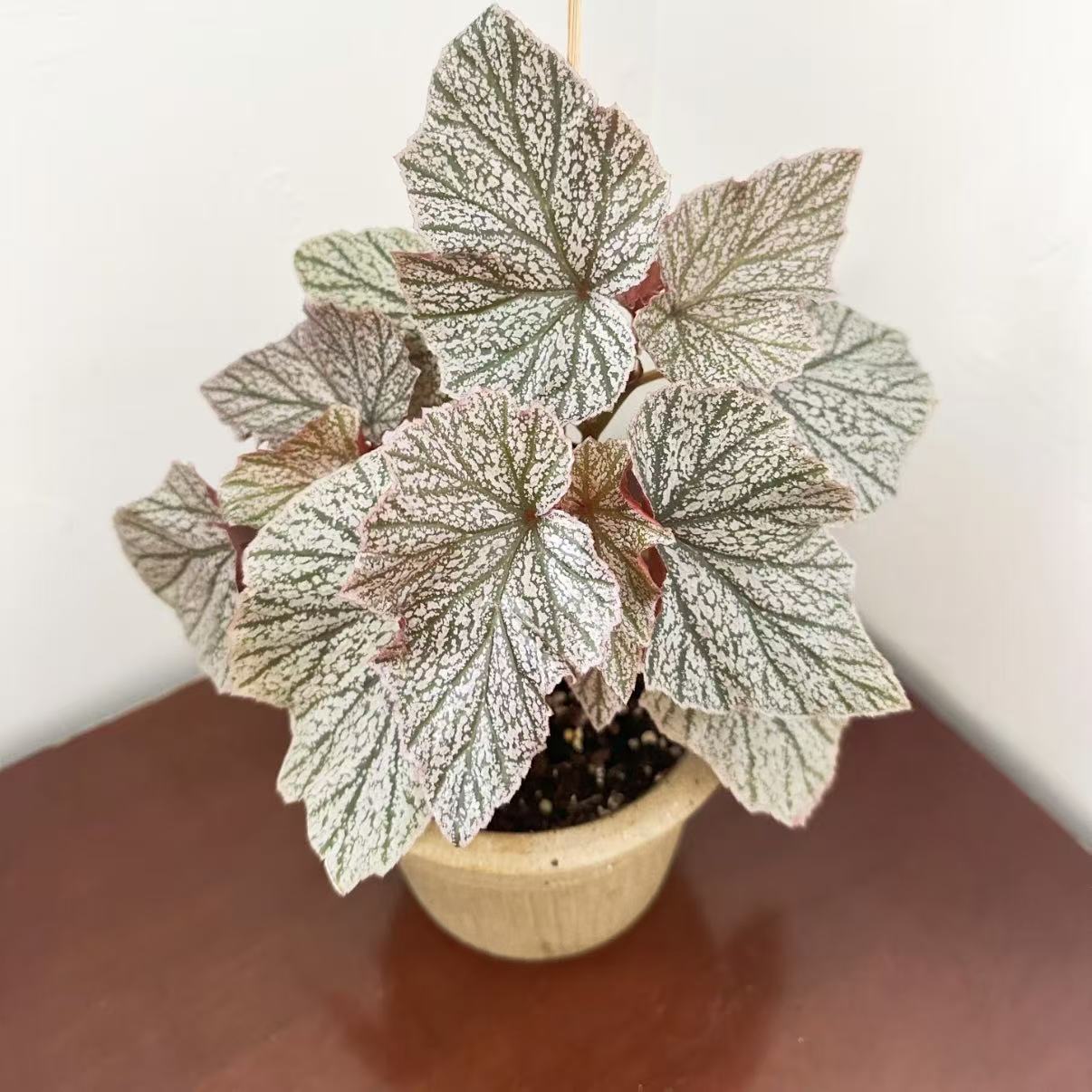 粉安娜秋海棠网红ins风室内观赏绿植盆栽耐阴好养花卉