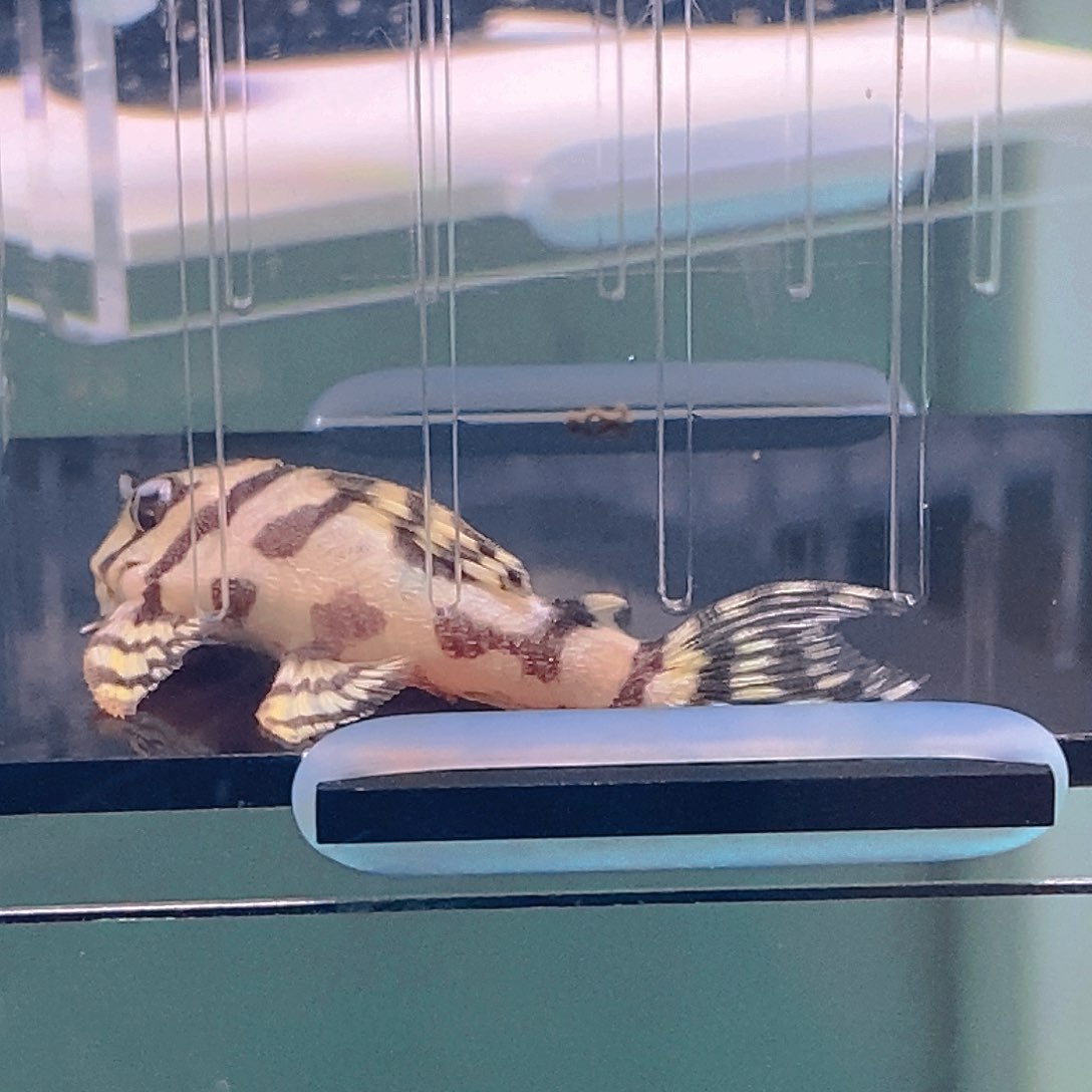 清道夫鱼236异型30号