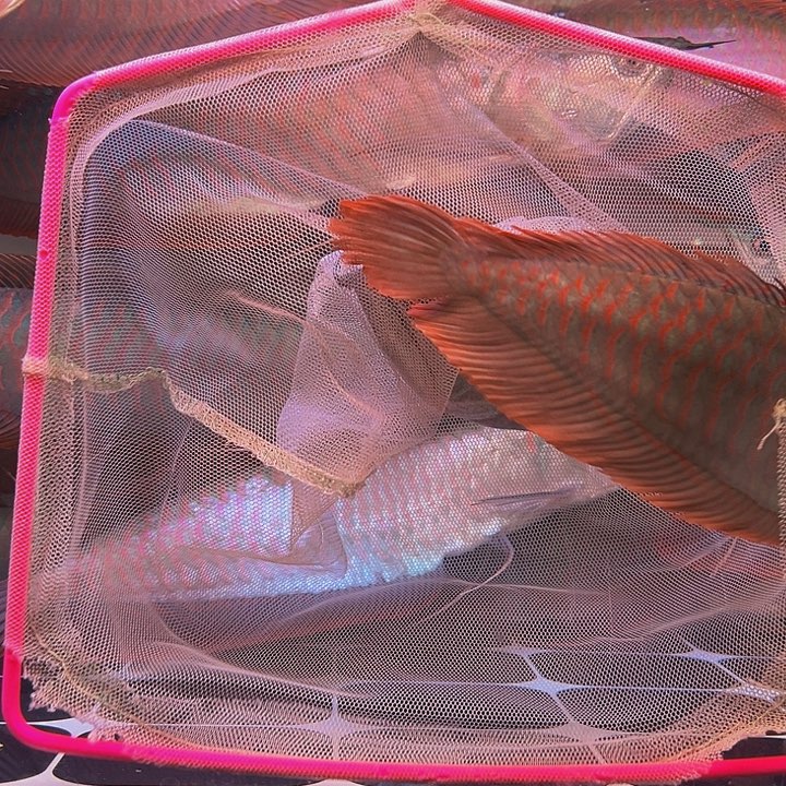 A***ξ海水鱼马来西亚七彩银龙