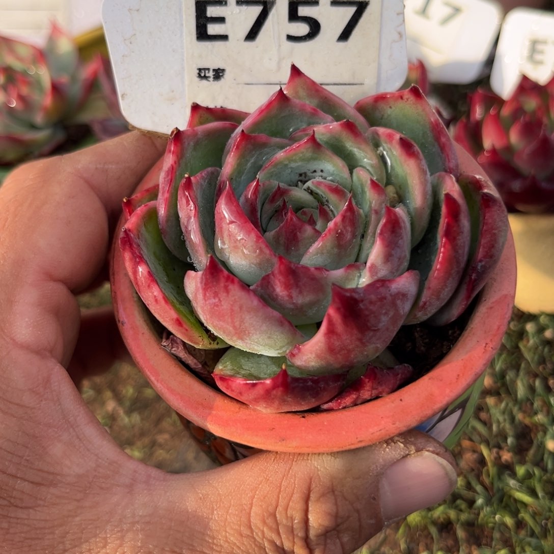 惊鸿一瞥757号多肉