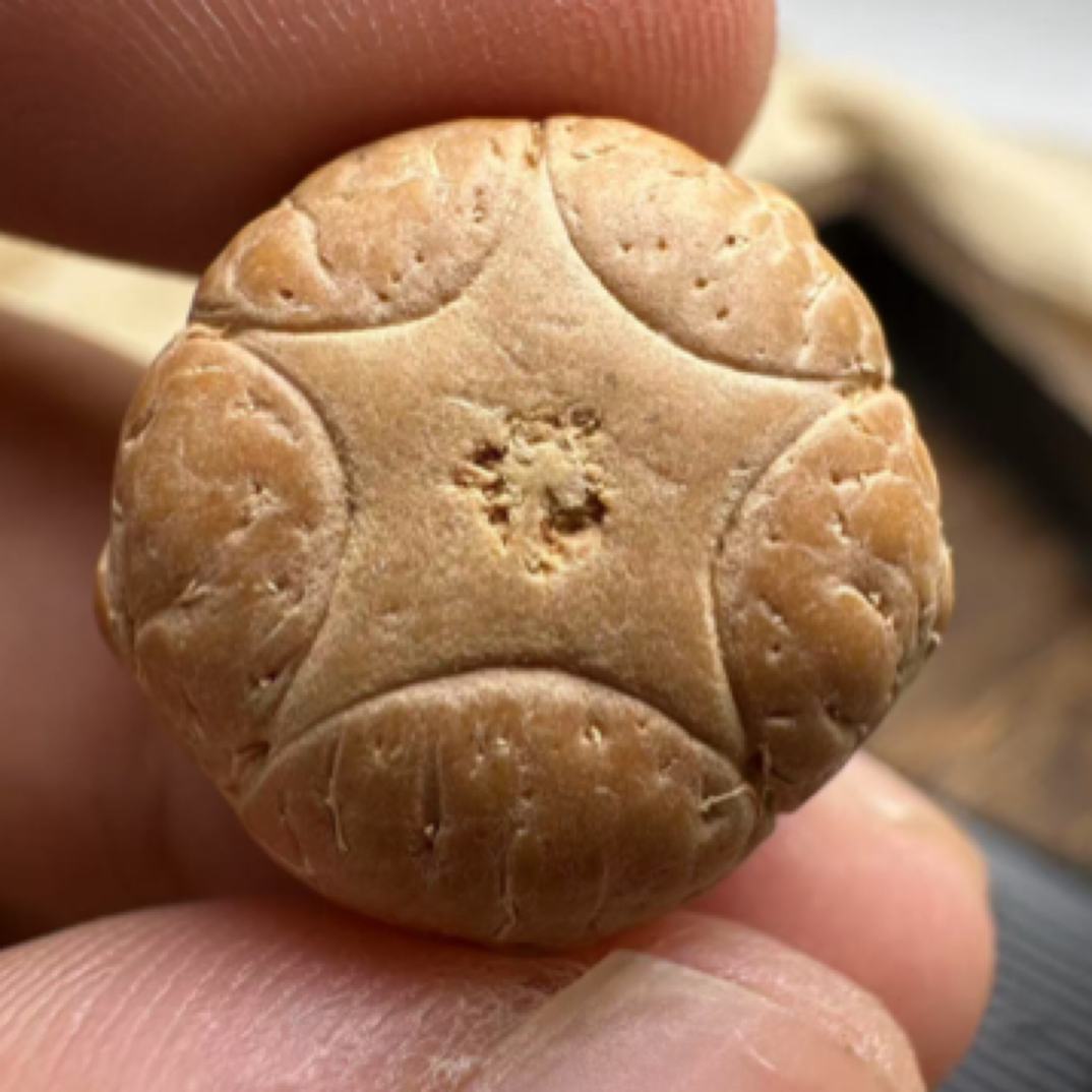 尼泊尔凤眼菩提，25年新籽，五星单颗一物一图尺寸19.0