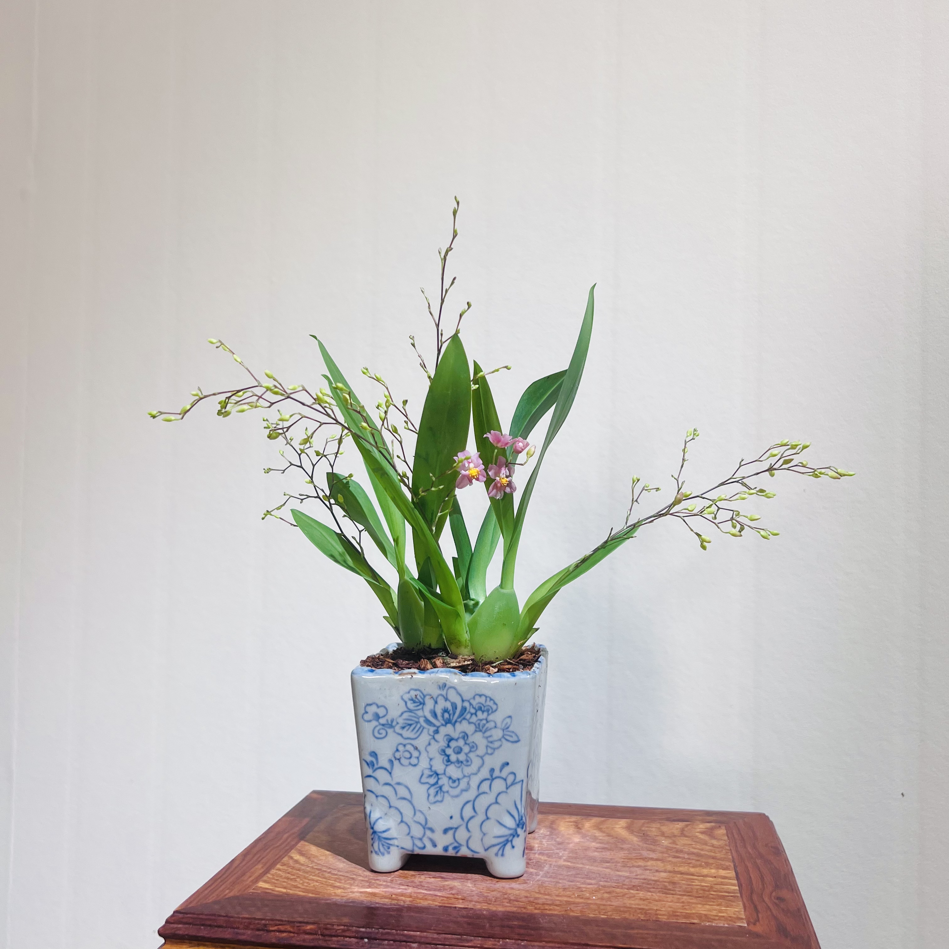 梦香兰光宗粉室内好养带花苞加赠满花青瓷盆