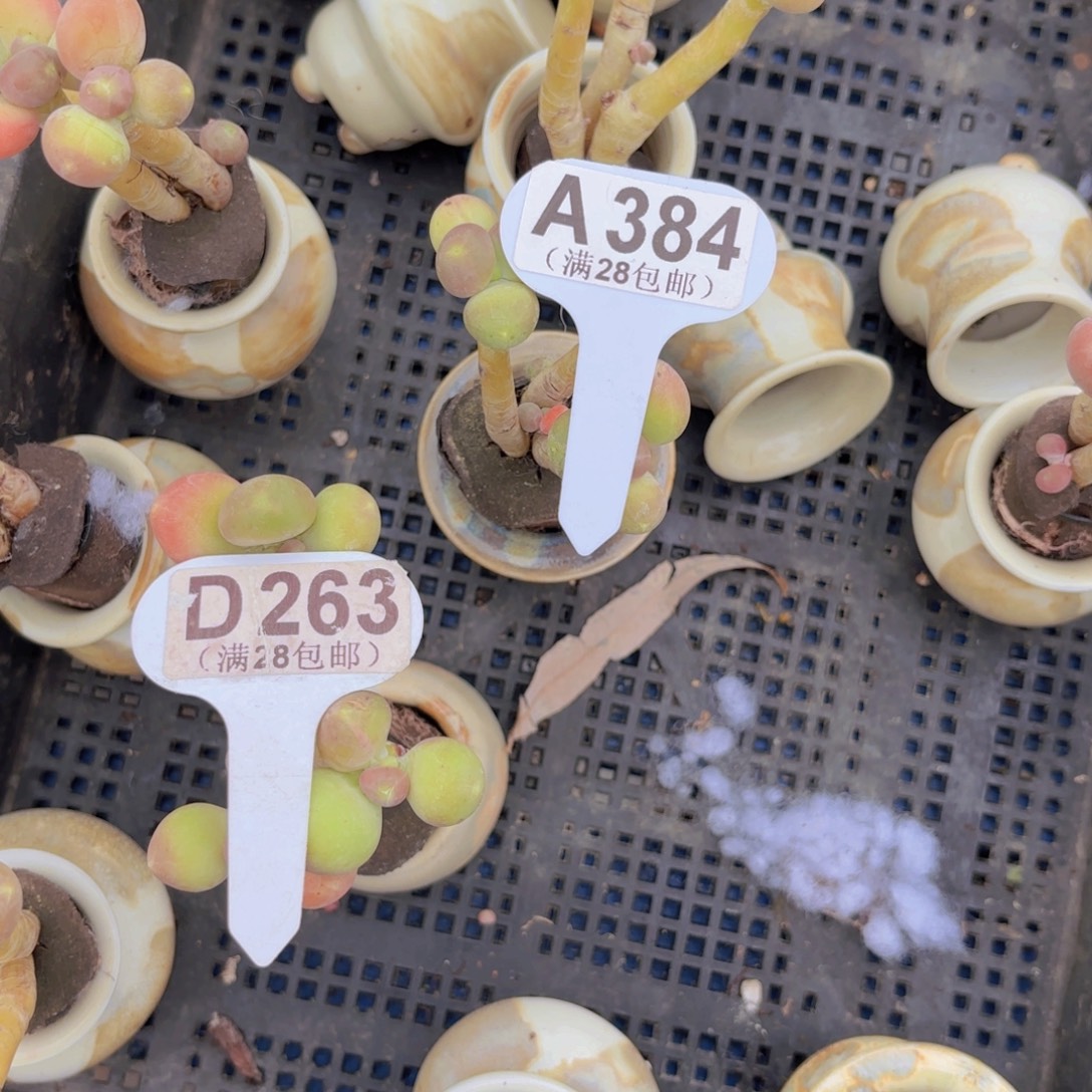 A384芒果啊你一物一拍