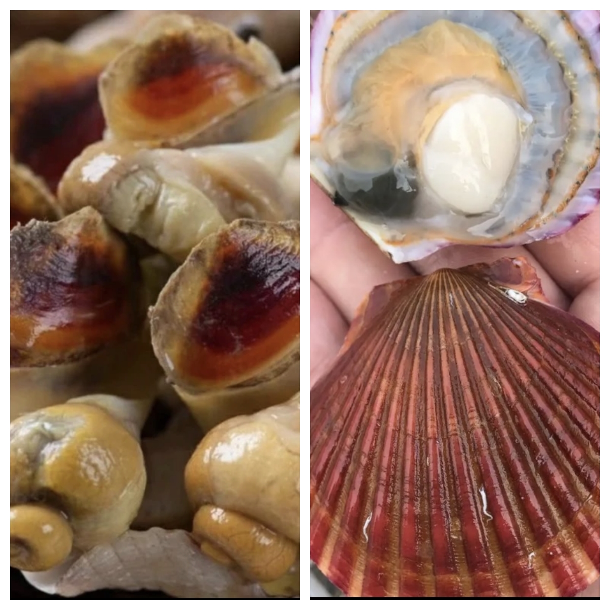 连云港美味海鲜套餐二小红贝3斤与小海螺3斤混搭