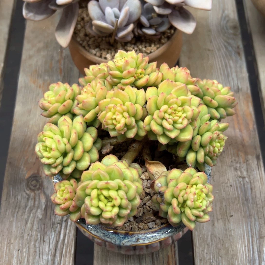 苹果花38 零零多肉植物