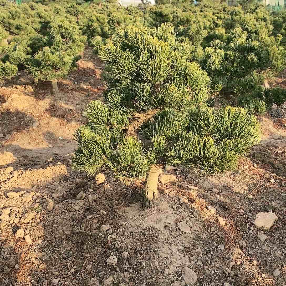 【闪购商品】无花朵岩*寨