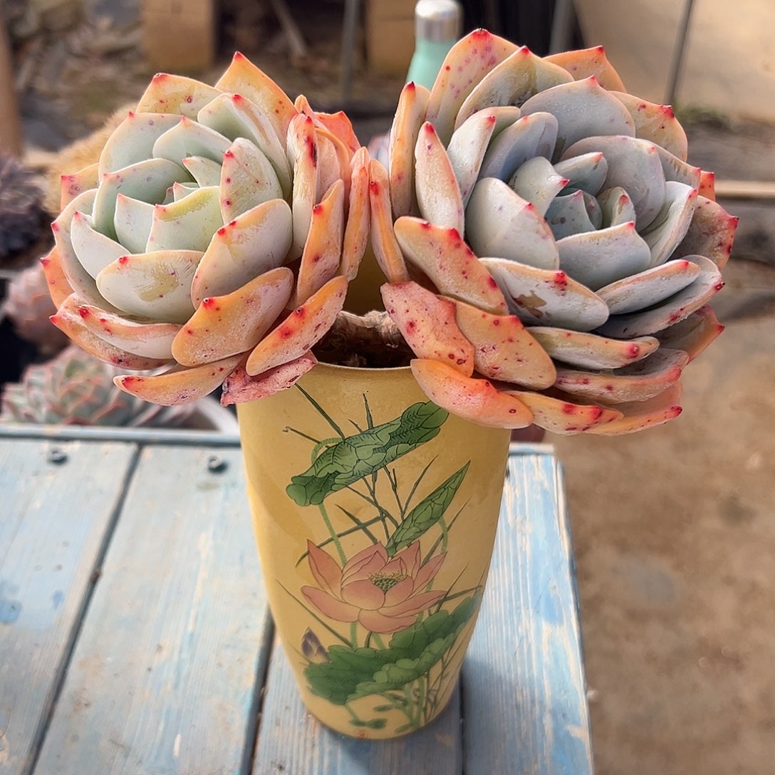 浩***子凤橙老桩多肉植物