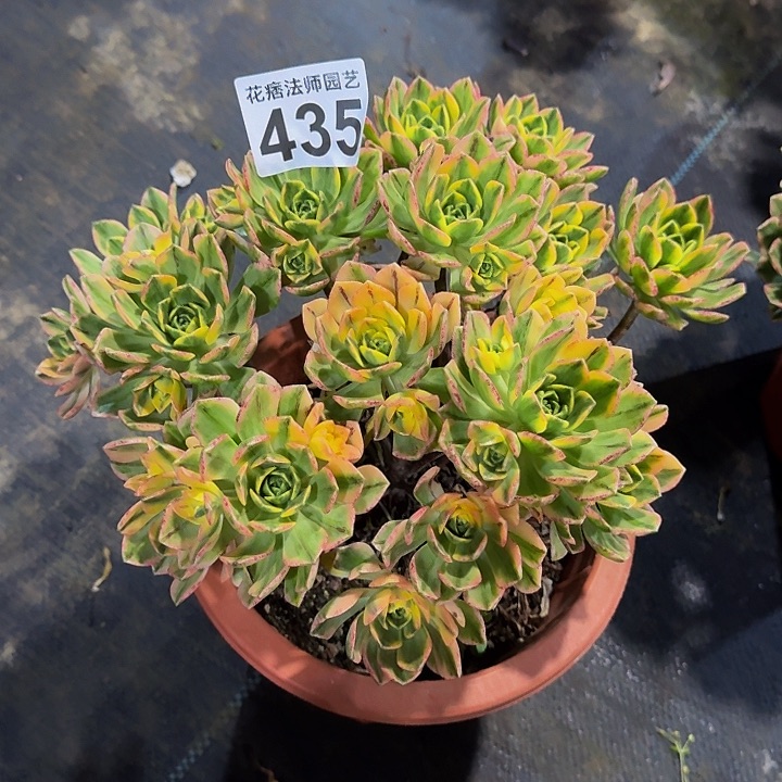 红陶甜茶锦435000