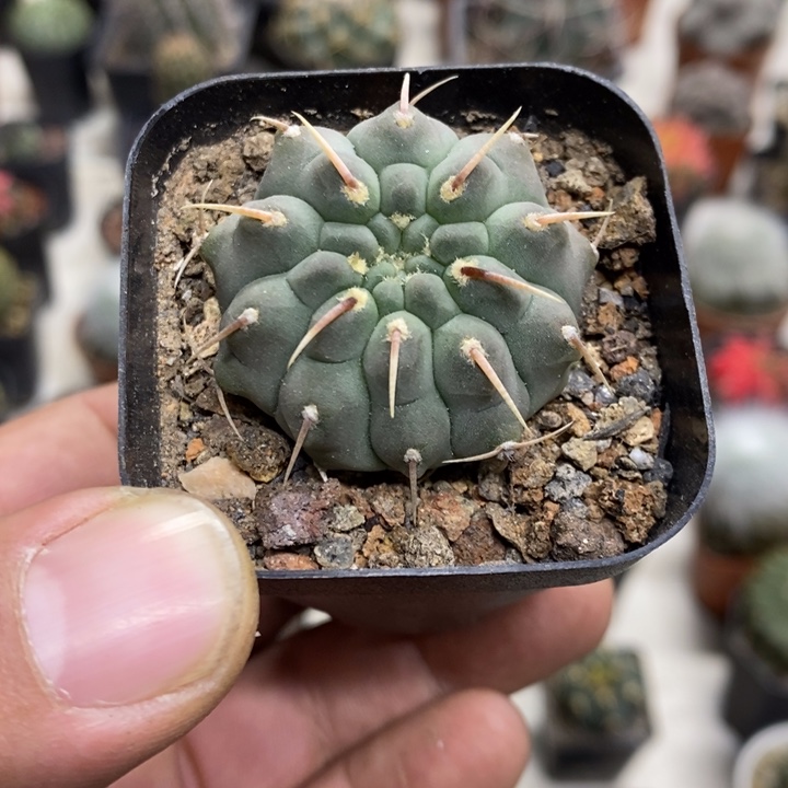 实生一本刺特价福利