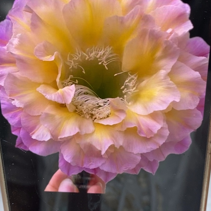 彩草马丙侧芽5公分左右