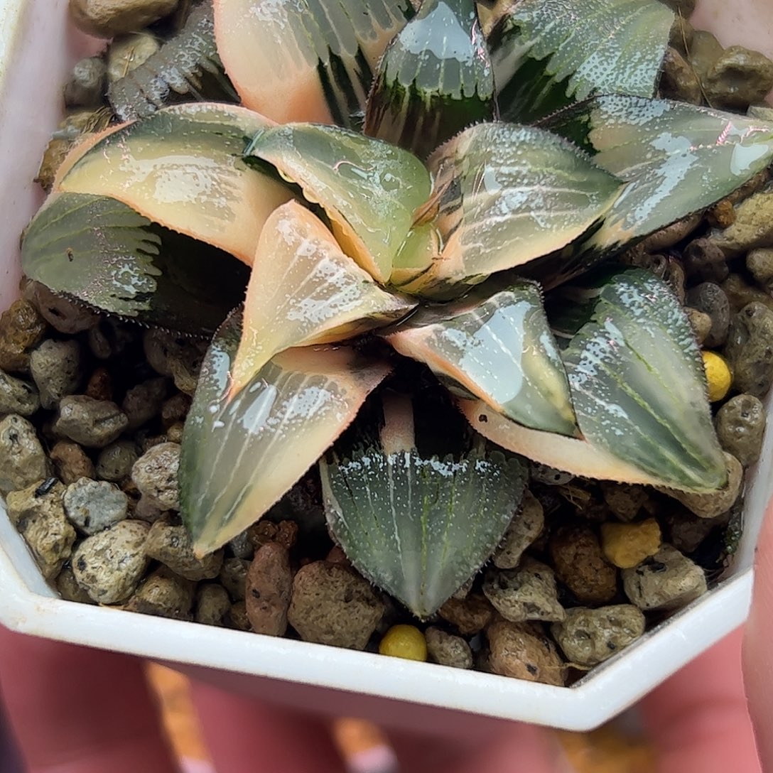 裹克锦十二卷多肉植物六公分