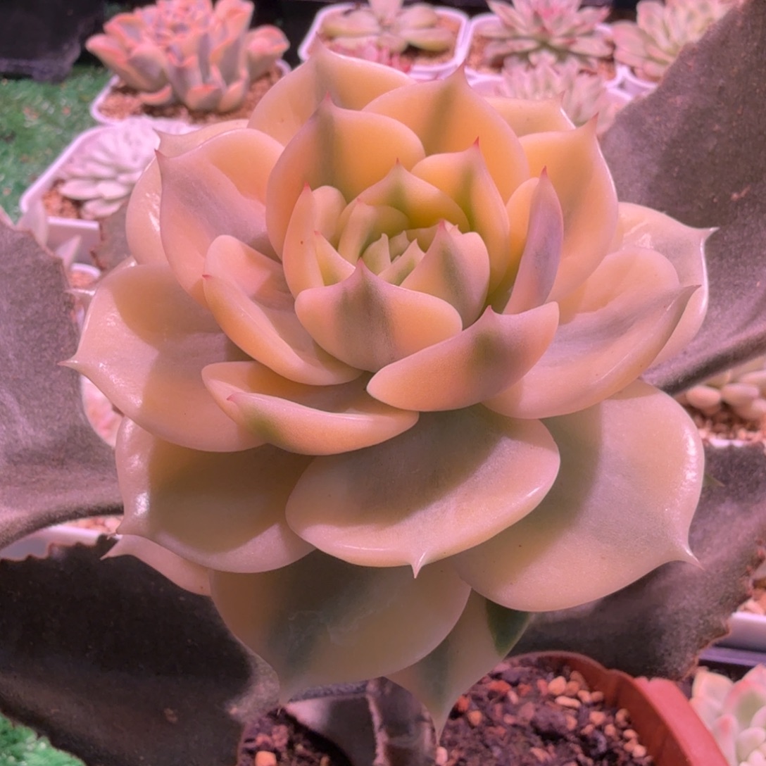 笑***～贝加尔湖锦多肉锦