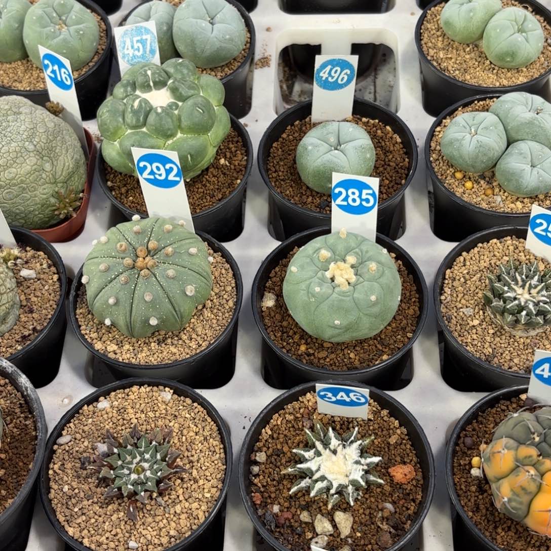 456实生四头仙人球带盆带土发货