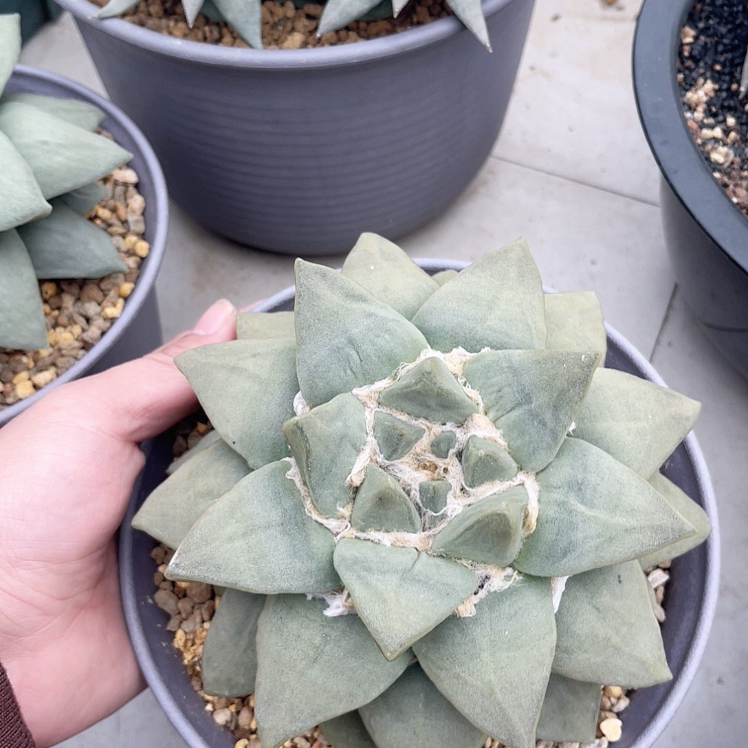 实生玉牡丹宽尤厚尤 大冠幅