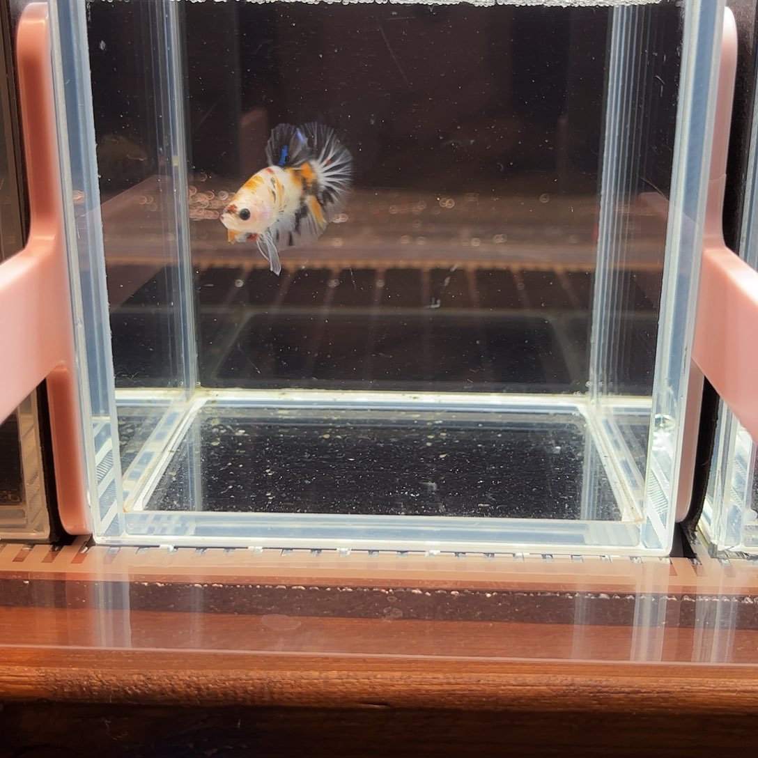 海水鱼宙斯斗鱼竞拍1226