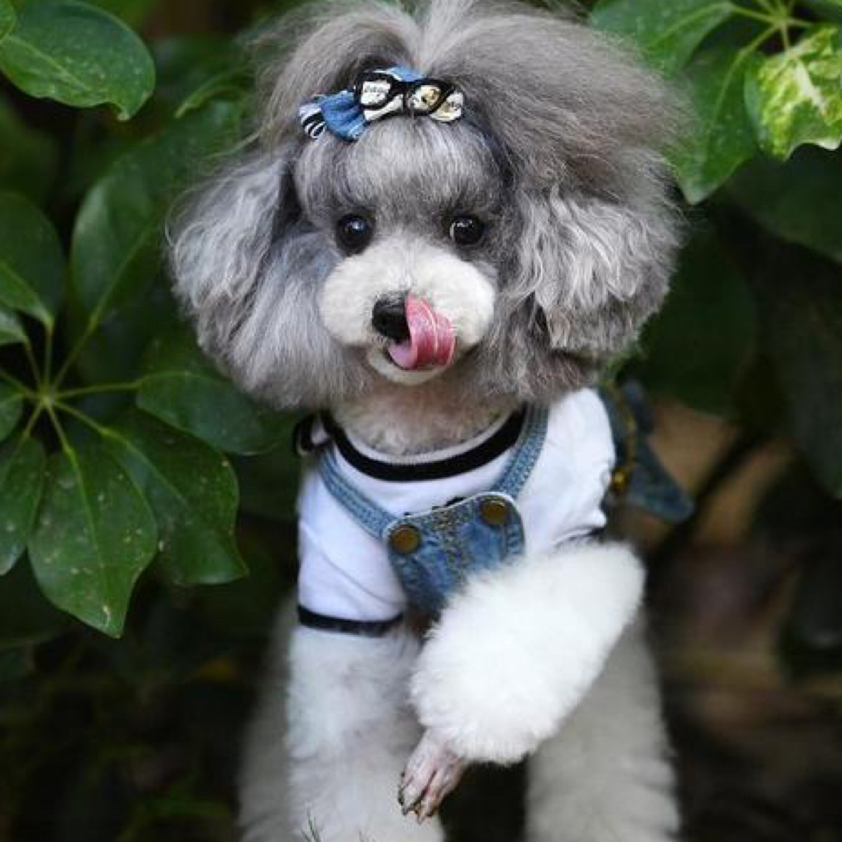 雪纳瑞活体宠物较为特殊，个人原因无法退换