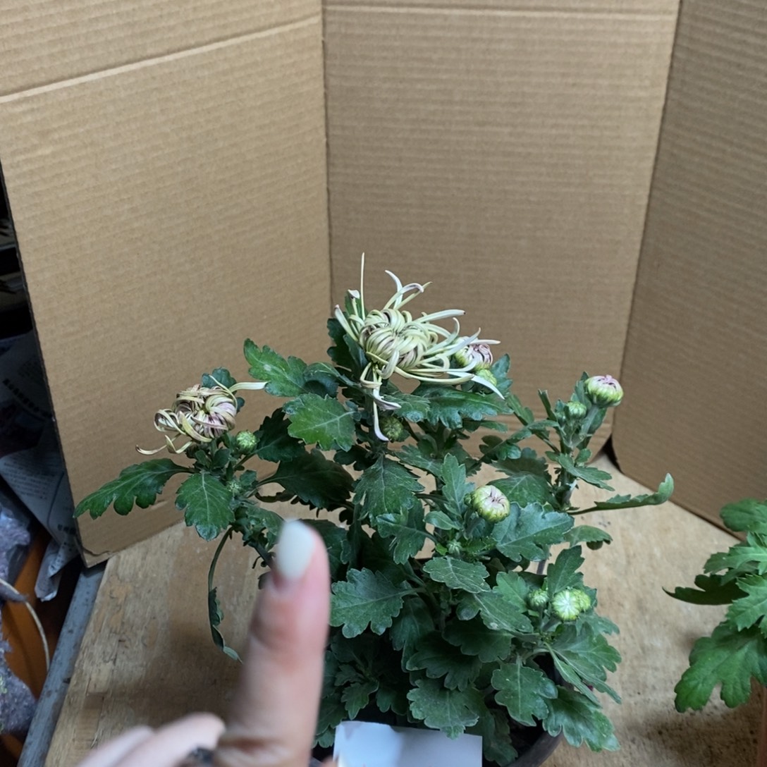 完全开放0000000124