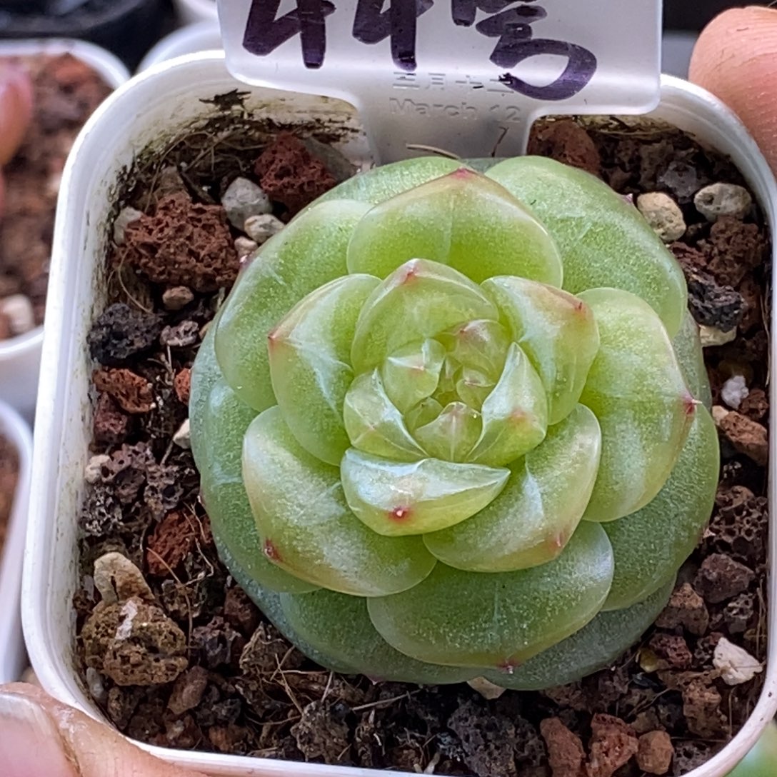 天官赐福百无禁忌