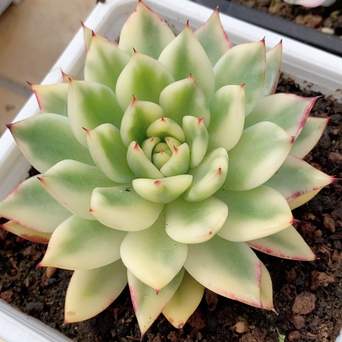 阿斯娜锦多肉锦景天