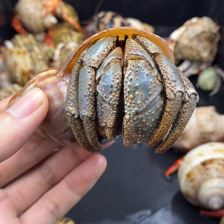 4.5口巨无霸凹足一只