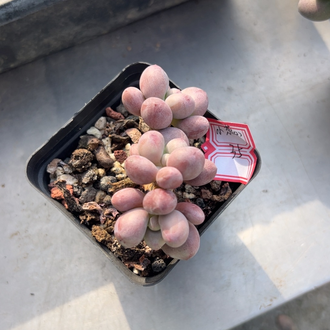 多肉植物多肉植物