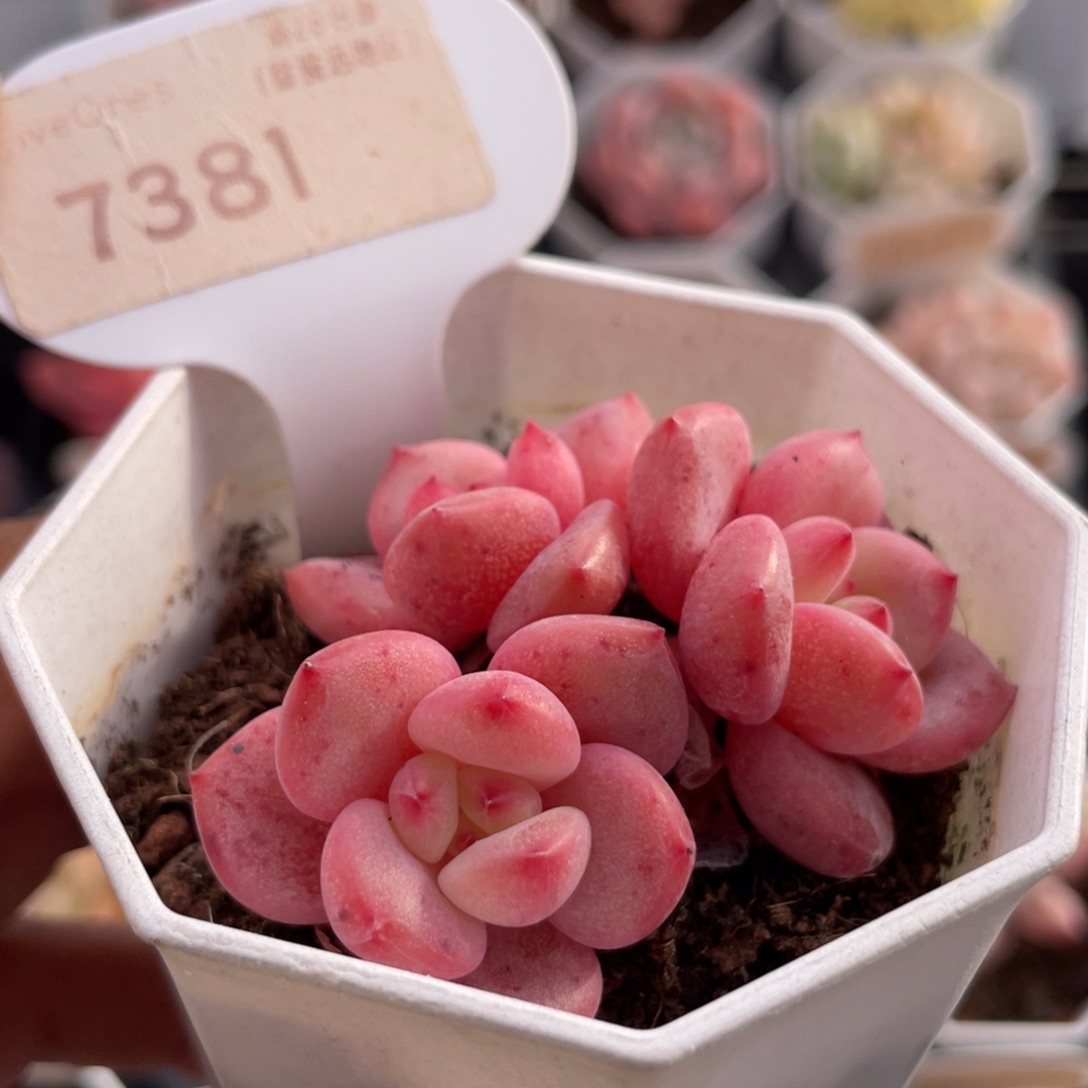 林依晨7381-5.5厘米