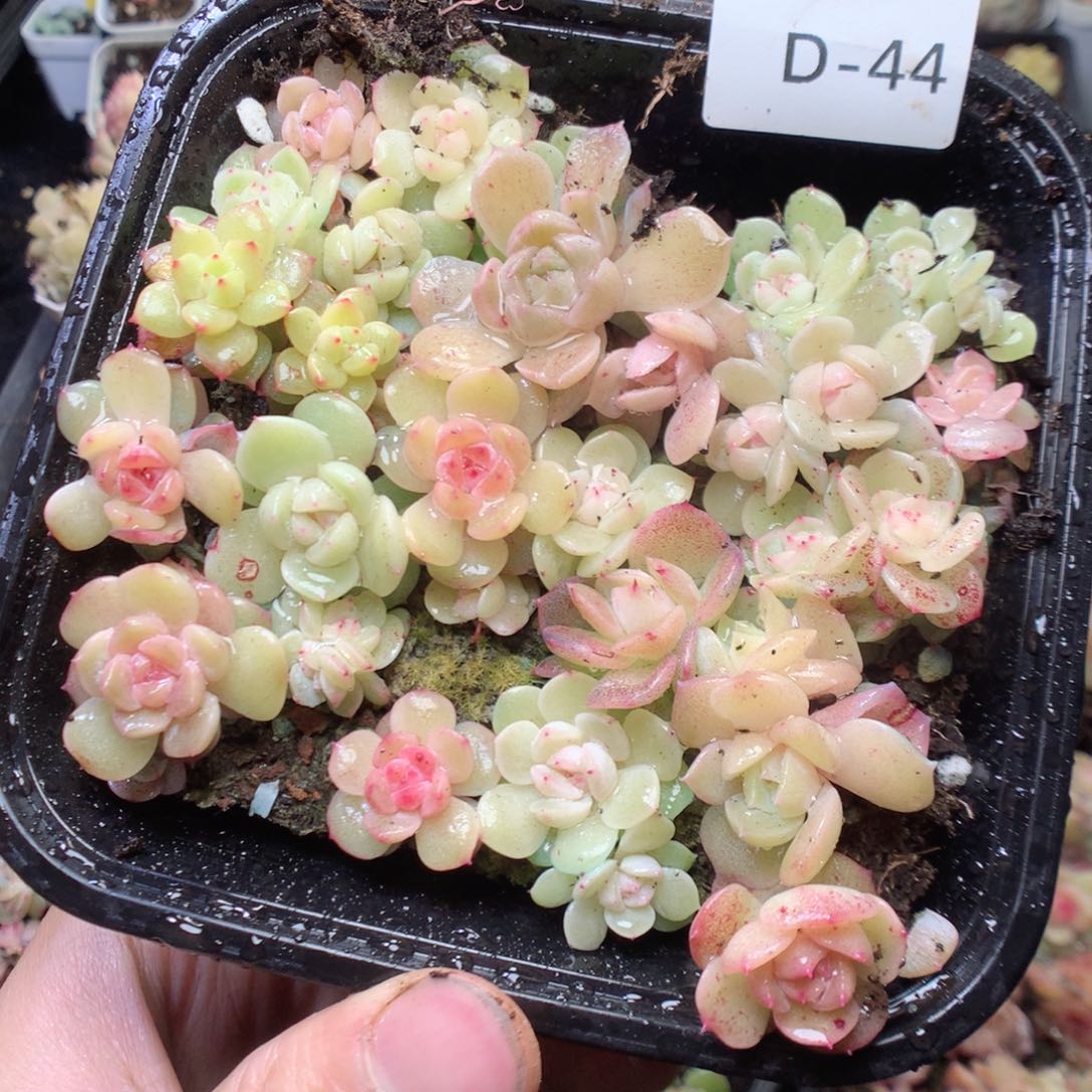 无花朵D44。yyyyyyyyyy