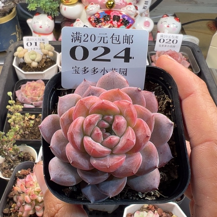 糖心一物一拍多肉满20包邮明天发货