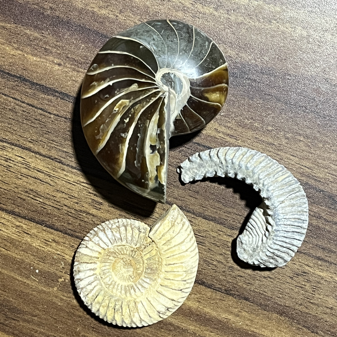 适合桌面摆放把玩菊石摆件