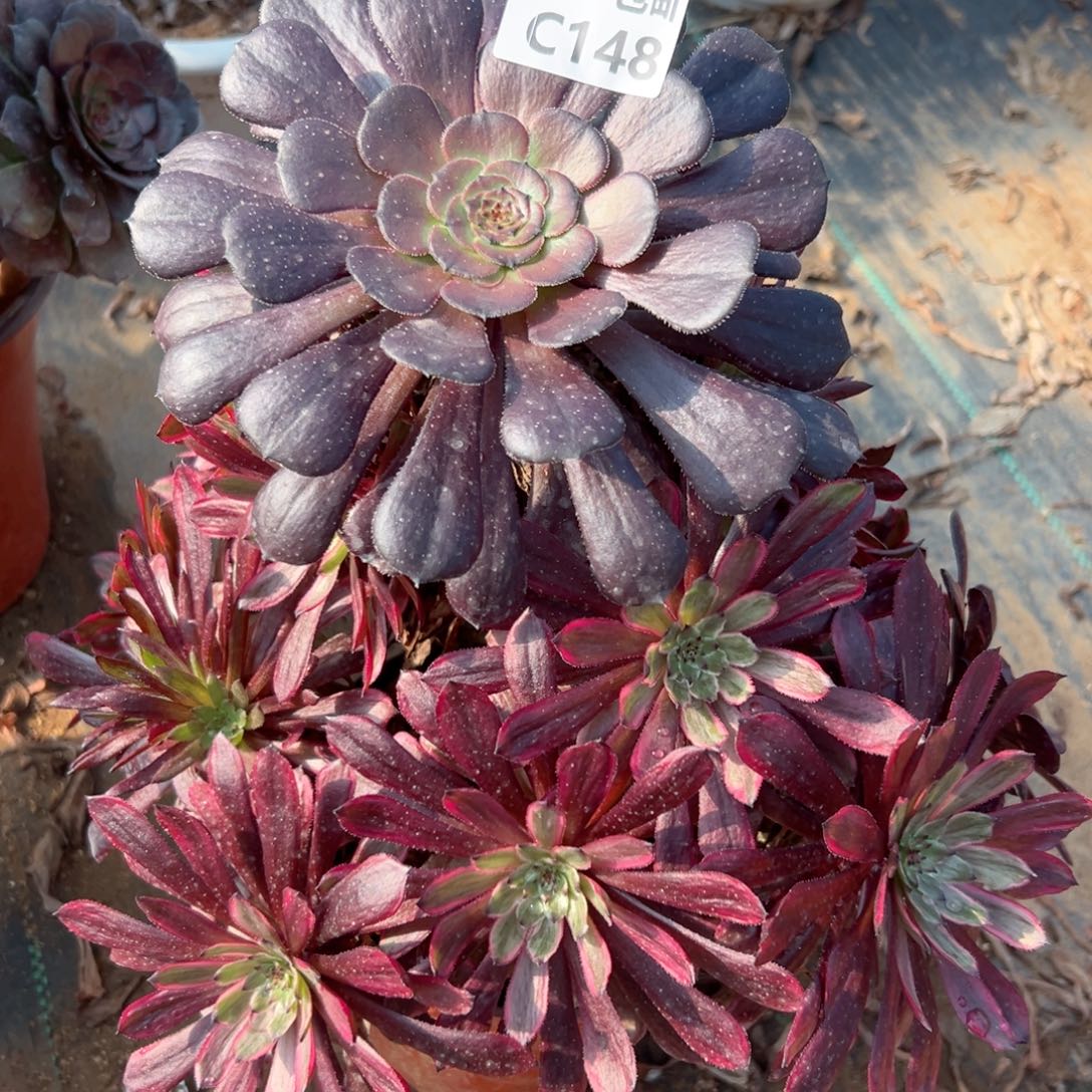 148青霞多肉法师